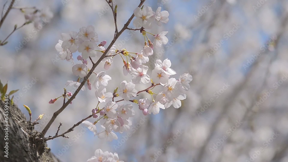 Cherry blossoms,in Showa Kinen Park,Tokyo,Japan Cherry blossoms,in Showa Kinen Park,Tokyo,Japan