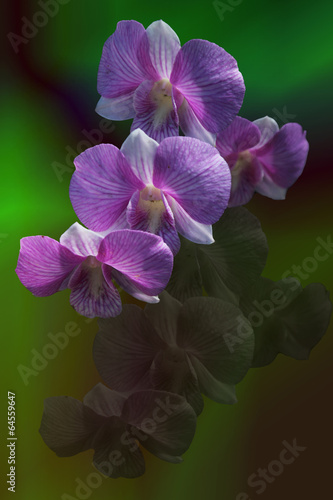 orchid and reflection