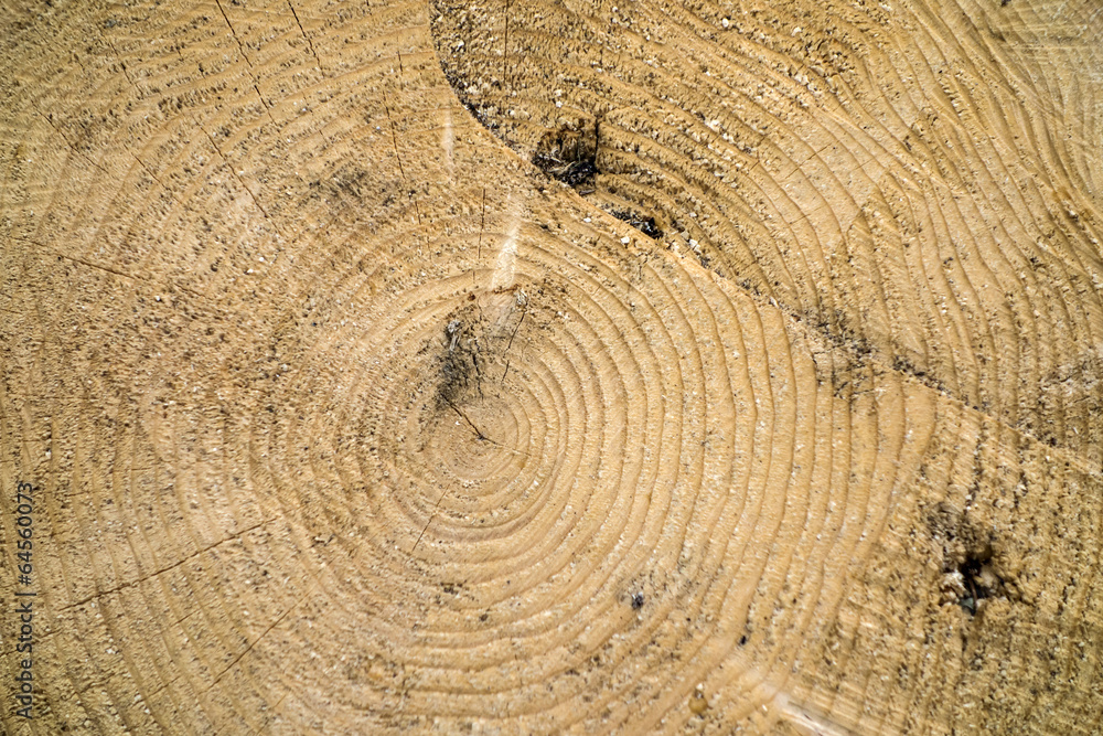 Fototapeta premium tree trunk