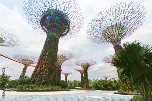 Supertree Grove at Gardens by the Bay, Singapore.