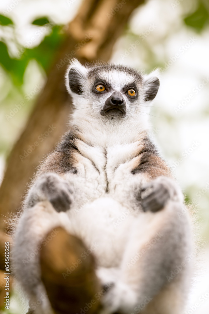 Obraz premium cute lemur