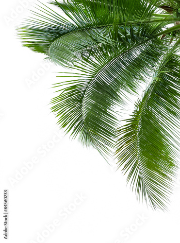 leaves of coconut tree isolated on white background