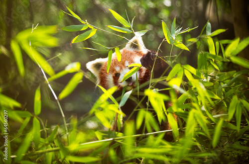 lesser panda