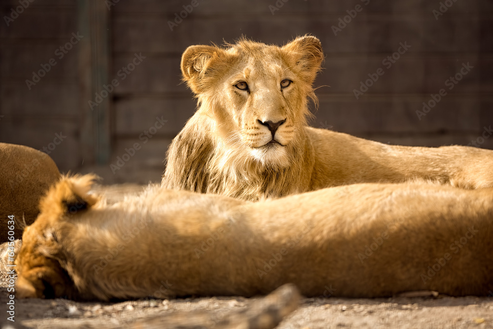 young lion during afternoon rest young lion during afternoon rest