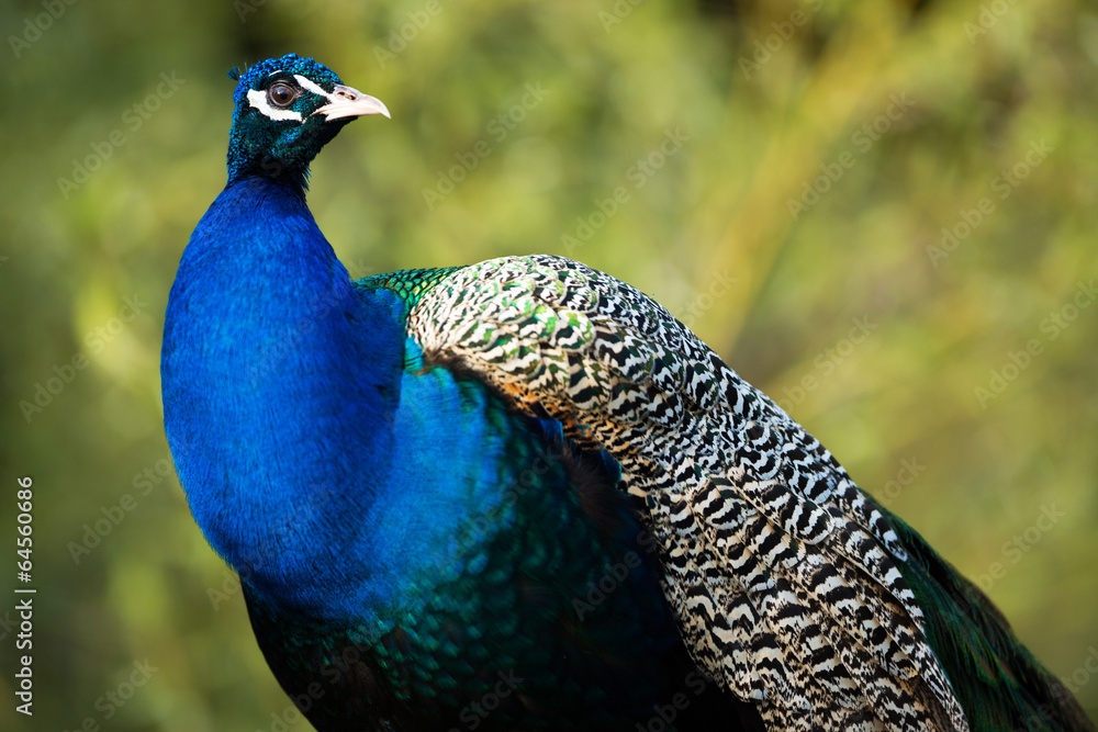 Obraz premium peacock