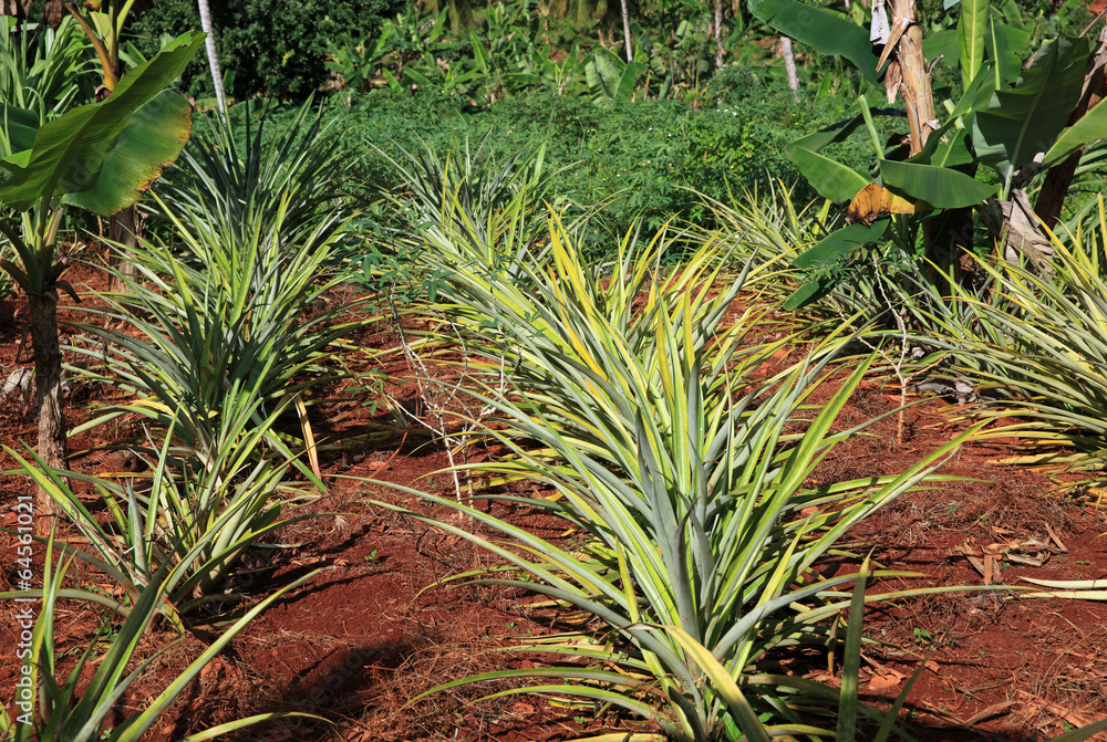 plantation d'ananas bio