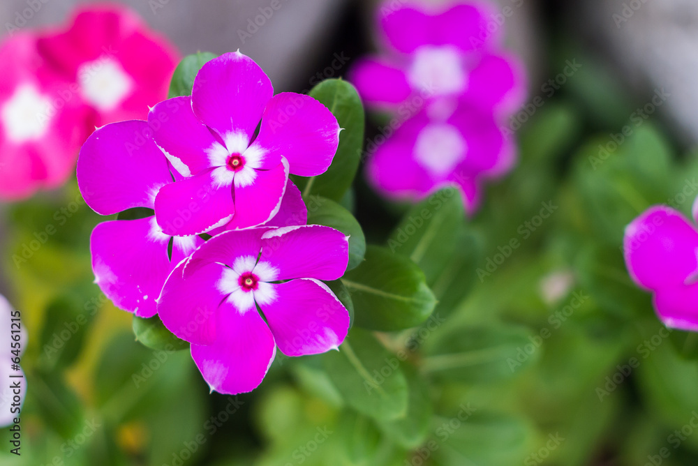 Obraz premium Madagascar periwinkle flower