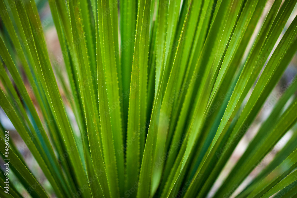 Background of aloe Background of aloe