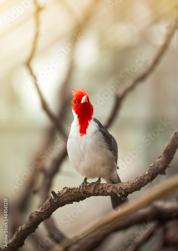 Beautiful bird on branch