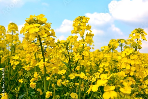 Rapsblüten