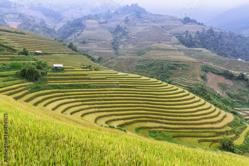 terraced rice field © sonha