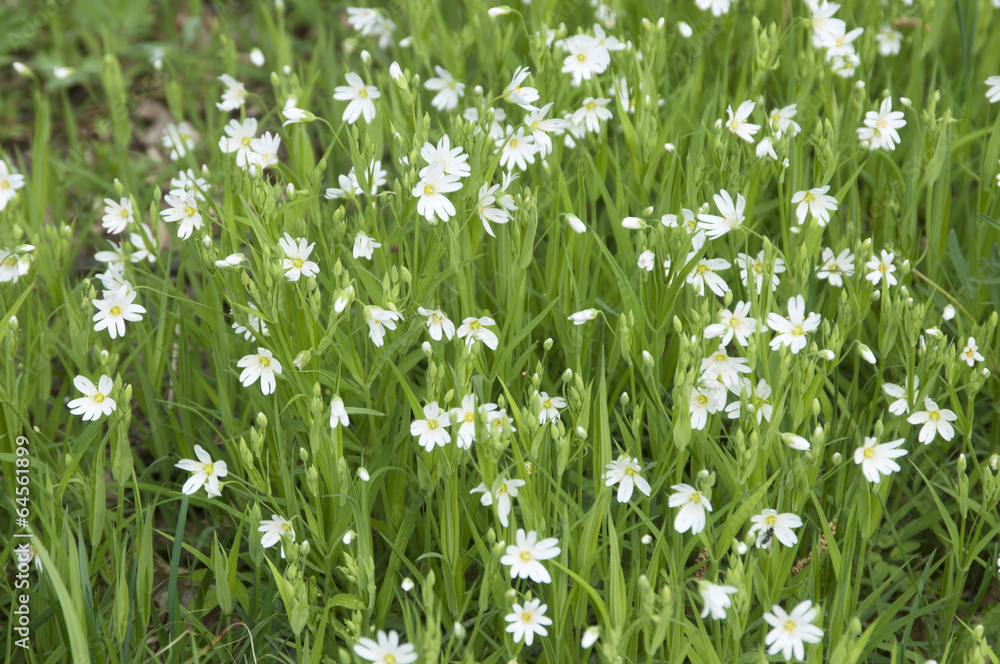 Spring flowers of Stellaria Spring flowers of Stellaria