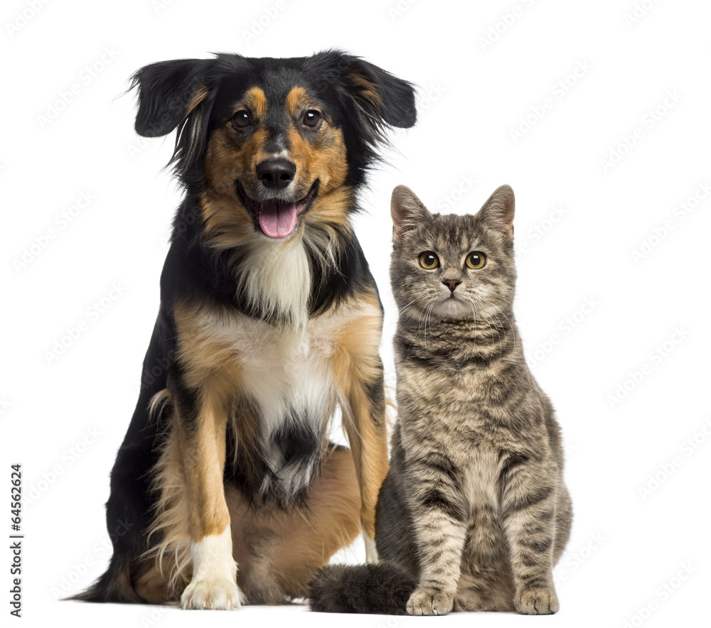 Naklejka premium Kot i pies siedzą razem