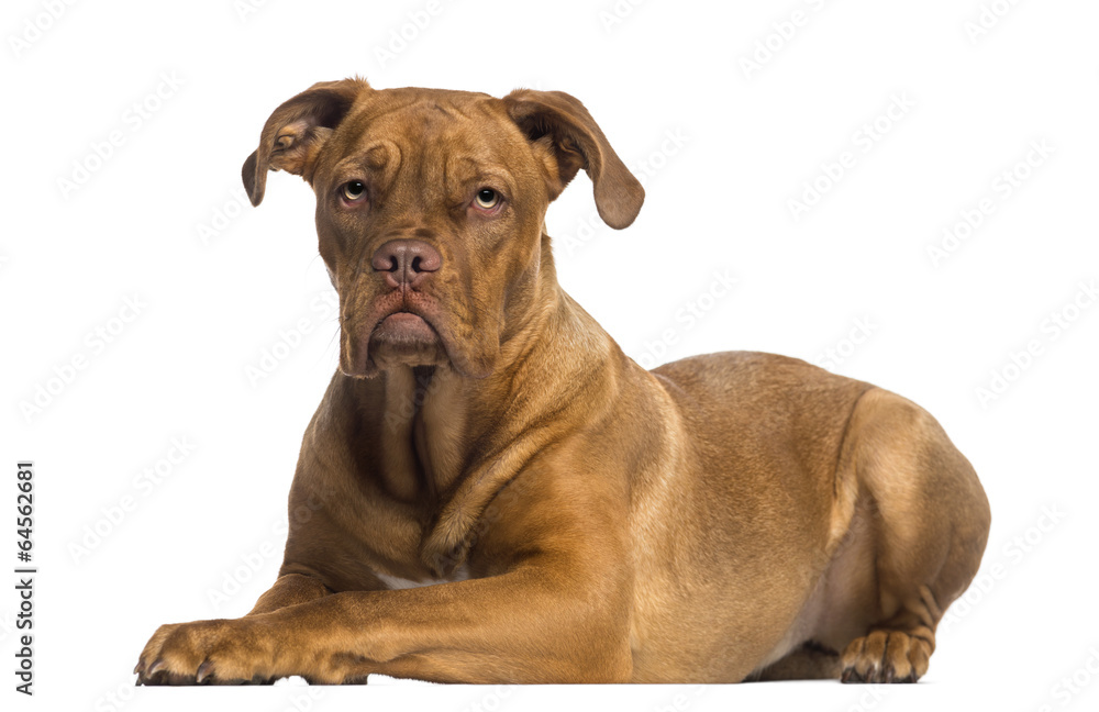 Obraz premium Dogue de Bordeaux lying down (8 months old)