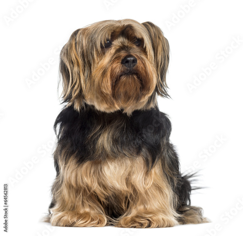 Yorkshire Terrier sitting (6 years old) © Eric Isselée