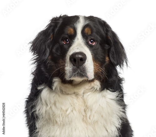 Headshot of a Bernese Mountain Dog (18 months old)