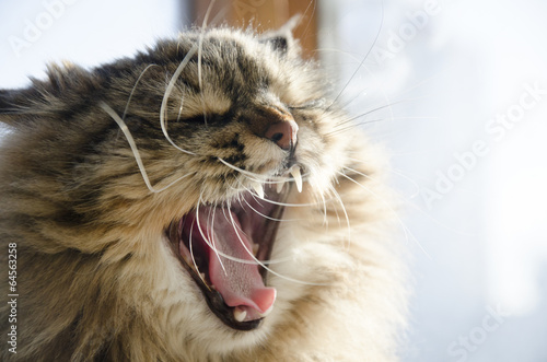 Tabby cat yawns