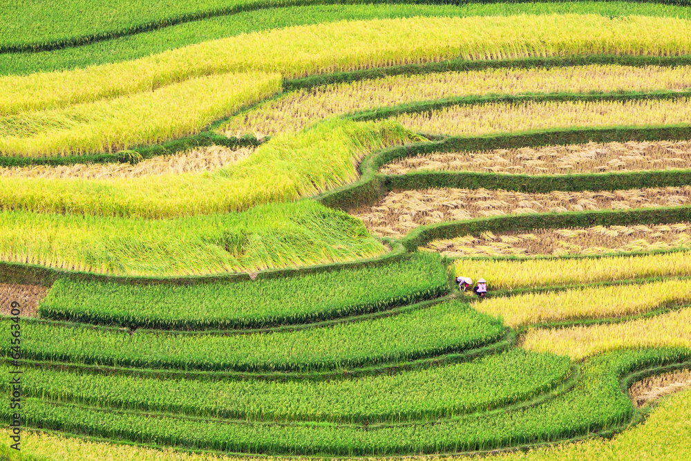 terraced rice field terraced rice field