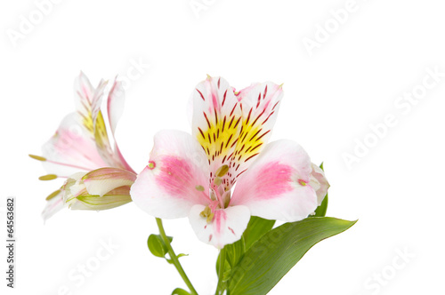 A pink lilium bouquet