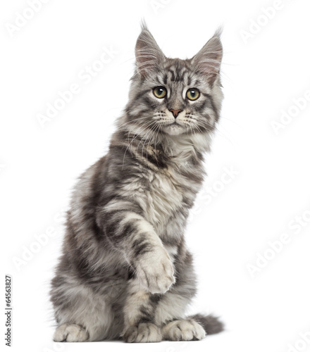 Maine Coon (2 years old) sitting, pawing and looking away