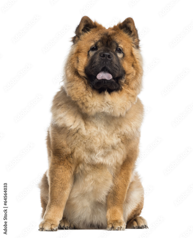 Chow Chow sitting (1 year old) Chow Chow sitting (1 year old)