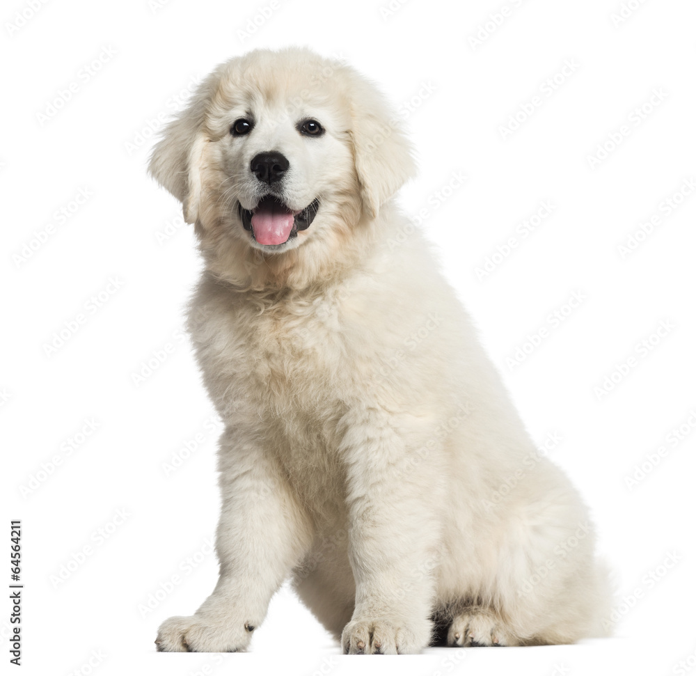 Polish Tatra Sheepdog puppy (3 months old) sitting and looking Polish Tatra Sheepdog puppy (3 months old) sitting and looking