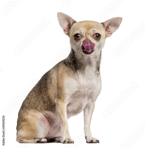 hungry Chihuahua licking its lips (2 years old)