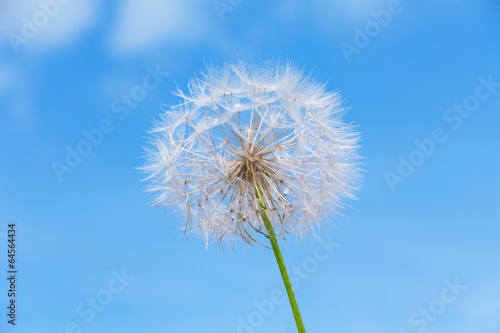 One dandelion on sky background