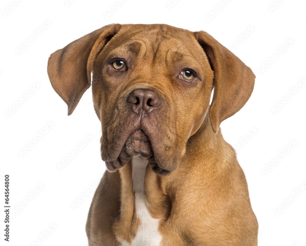 Headshot of a Dogue de Bordeaux puppy (5 months old) Headshot of a Dogue de Bordeaux puppy (5 months old)
