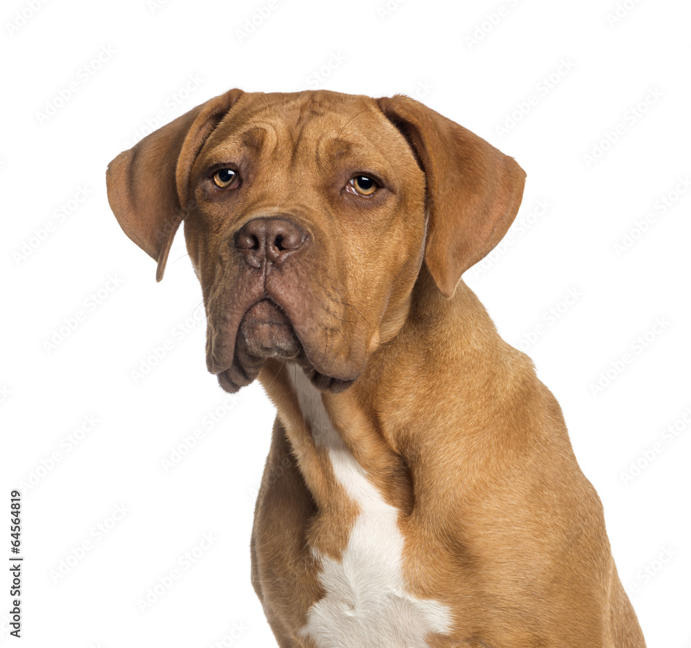 Headshot of a Dogue de Bordeaux puppy (5  months old)