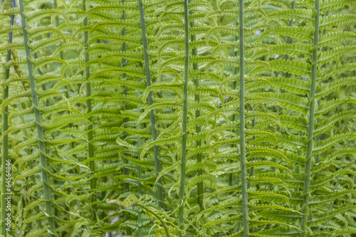 pattern of fern leaves and stalks