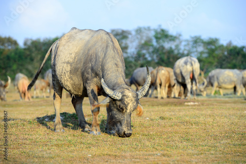 buffalo grazing on a green grassy field