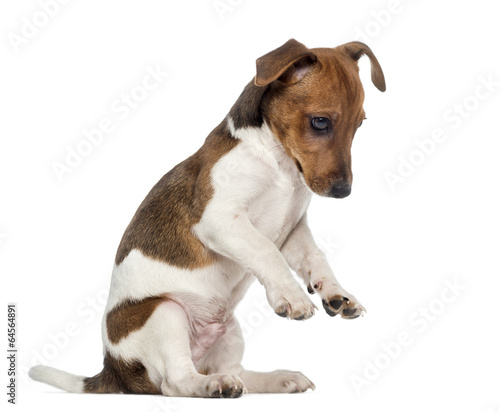 Jack Russell Terrier puppy on hind legs  3 months old 