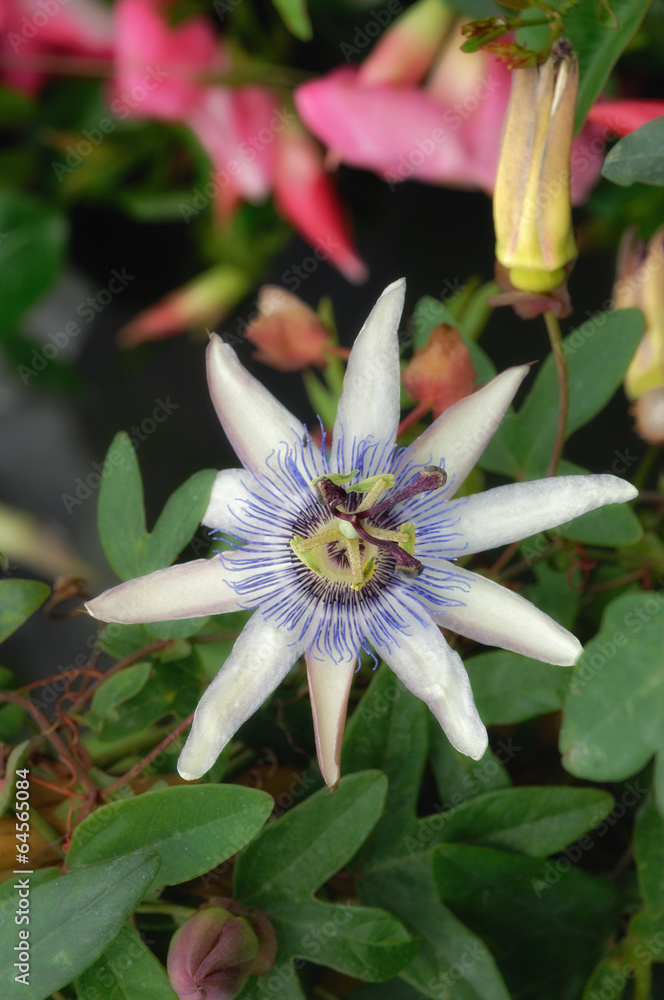 Obraz premium passiflore