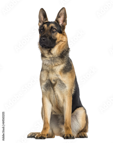 German Shepherd Dog sitting (1 year old)