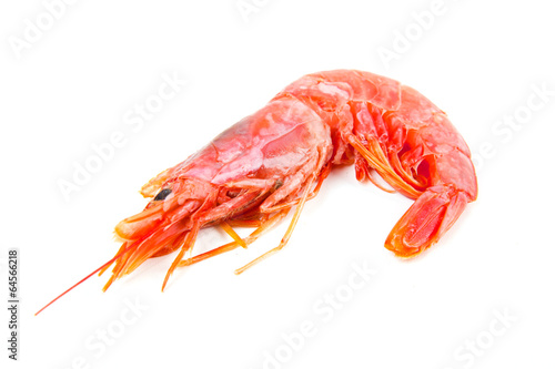 tiger shrimp isolated on white