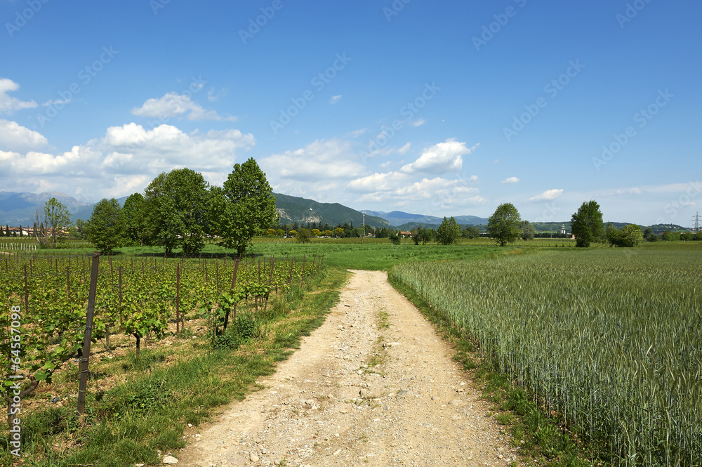 Fototapeta premium cortefranca