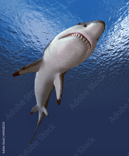 Great White Shark