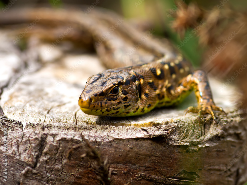 Fototapeta premium Sand Lizard (Lacerta agilis)