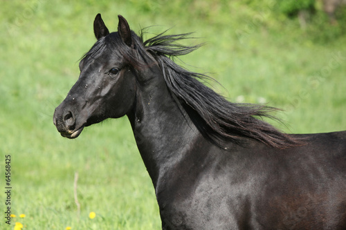 Portrait of beautiful black horse © Zuzana Tillerova