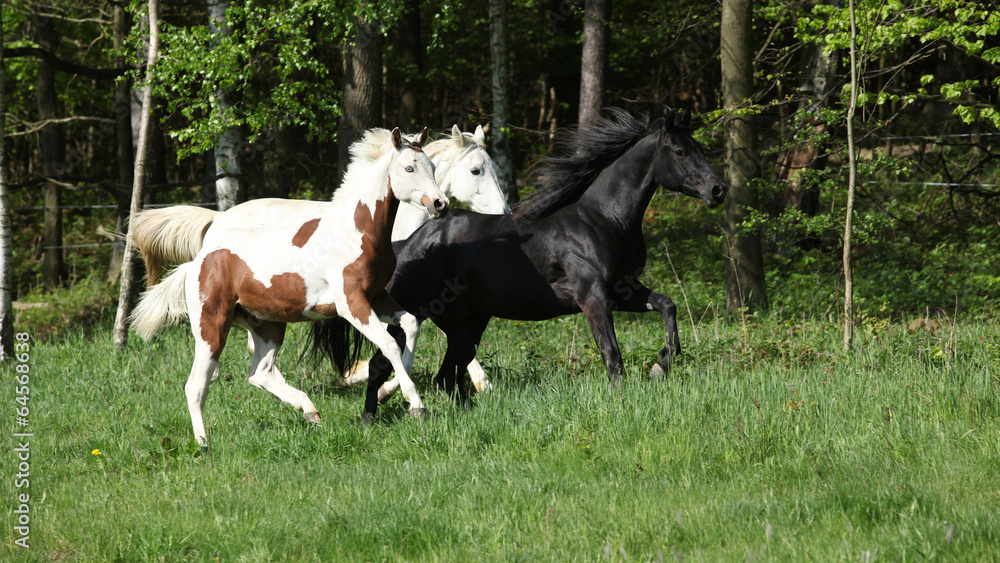 Batch of beautiful horses running on pasturage Batch of beautiful horses running on pasturage