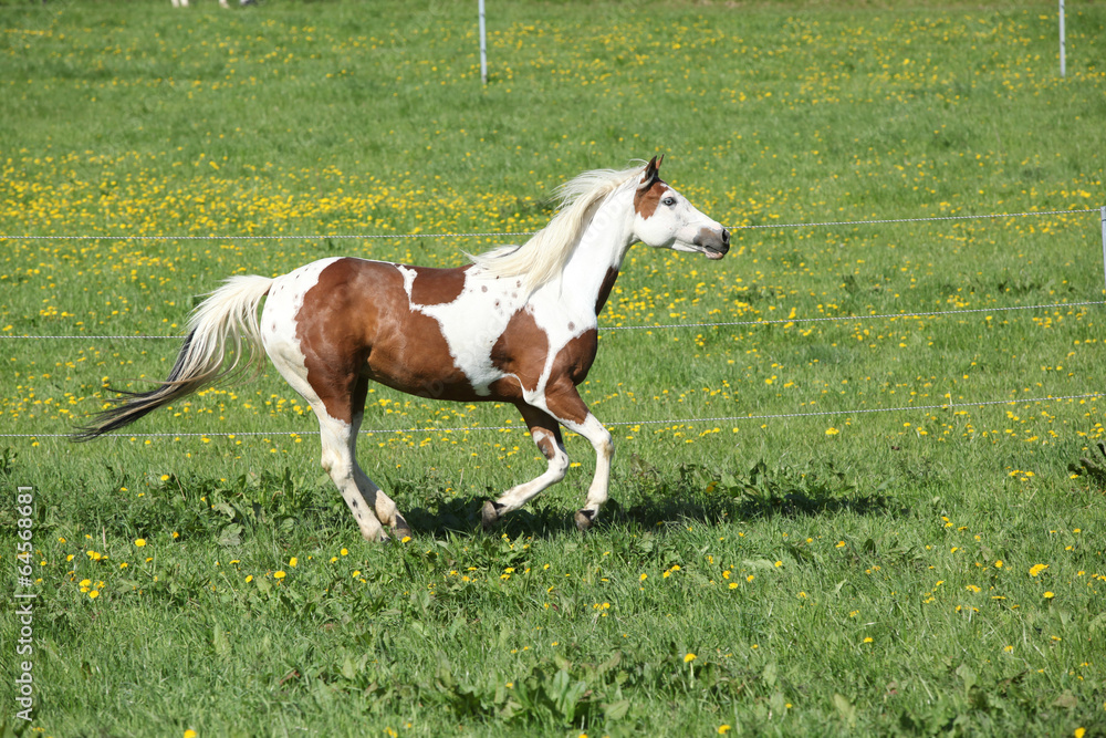 Obraz premium Gorgeous paint horse mare running on pasturage