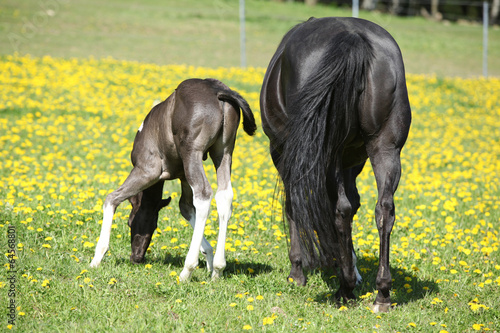 Fototapeta Naklejka Na Ścianę i Meble -  Beautiful mare with little foal on spring pasturage