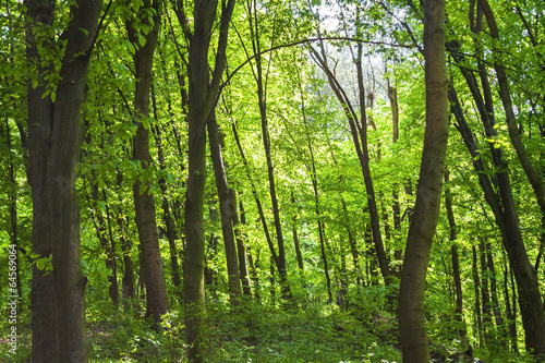 Forest Goloseevskij in Kiev in spring © taiftin