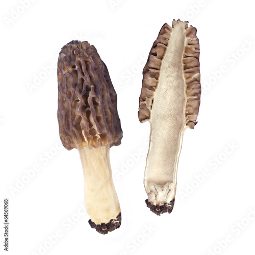 Morel mushroom isolated on white background
