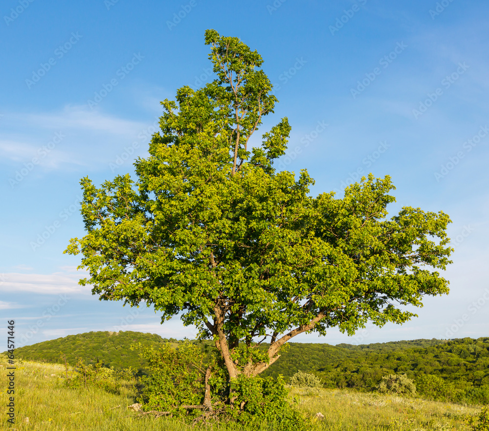 Alone tree Alone tree