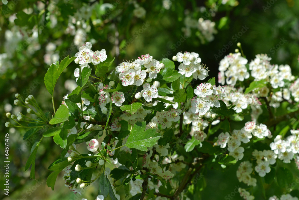 Blüten vom Weißdorn Blüten vom Weißdorn