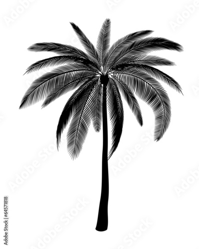 Silhouette of palm