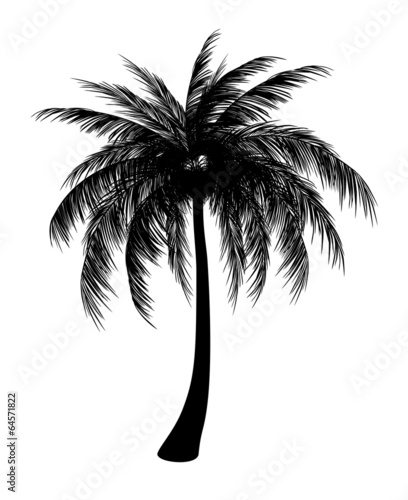 Silhouette of palm