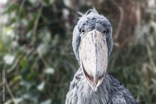 Shoebill - Balaeniceps Rex - Bird Photo photo